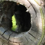 Large hollow cavity in a tree trunk showing visible internal decay