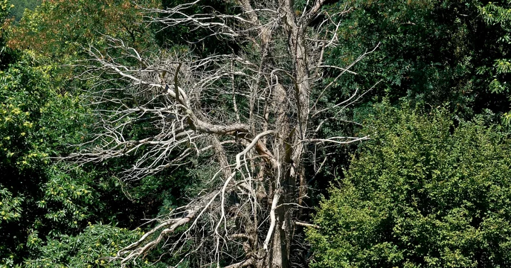 Standing dead tree with bare limbs on neglected land, an example of a dangerous tree on abandoned property