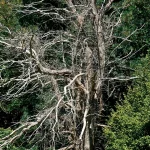 Standing dead tree with bare limbs on neglected land, an example of a dangerous tree on abandoned property