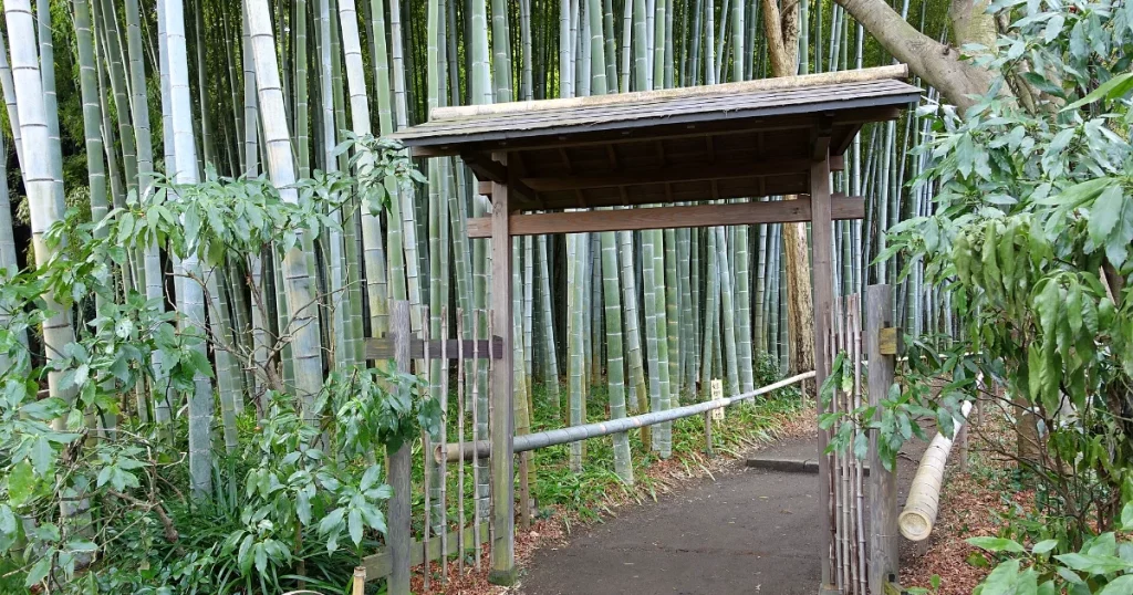 Dense running bamboo grove of the kind that spreads across a property line between neighbors