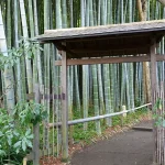 Dense running bamboo grove of the kind that spreads across a property line between neighbors