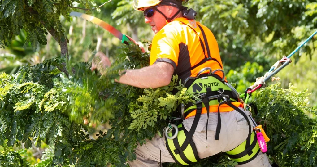 Arborist pruning overhanging tree branches near a property line