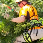 Arborist pruning overhanging tree branches near a property line