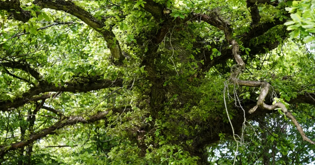 Mature oak tree with a wide canopy overhanging a garden near a property boundary