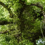 Mature oak tree with a wide canopy overhanging a garden near a property boundary