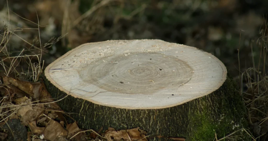 Freshly cut tree stump showing recent illegal tree cutting that can be reported