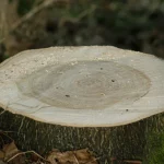Freshly cut tree stump showing recent illegal tree cutting that can be reported
