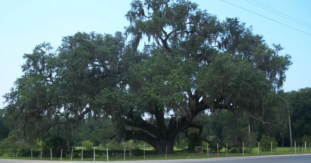 Large Southern live oak, a commonly protected heritage tree species, spreading over a park