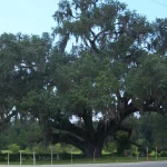 Large Southern live oak, a commonly protected heritage tree species, spreading over a park