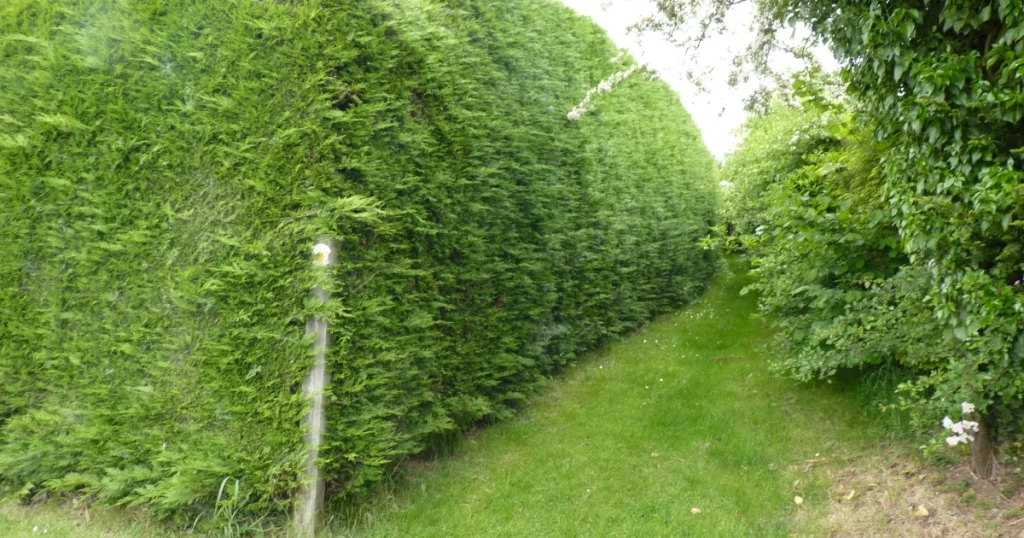 A tall row of conifer trees forming a boundary hedge between two properties