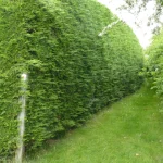 A tall row of conifer trees forming a boundary hedge between two properties