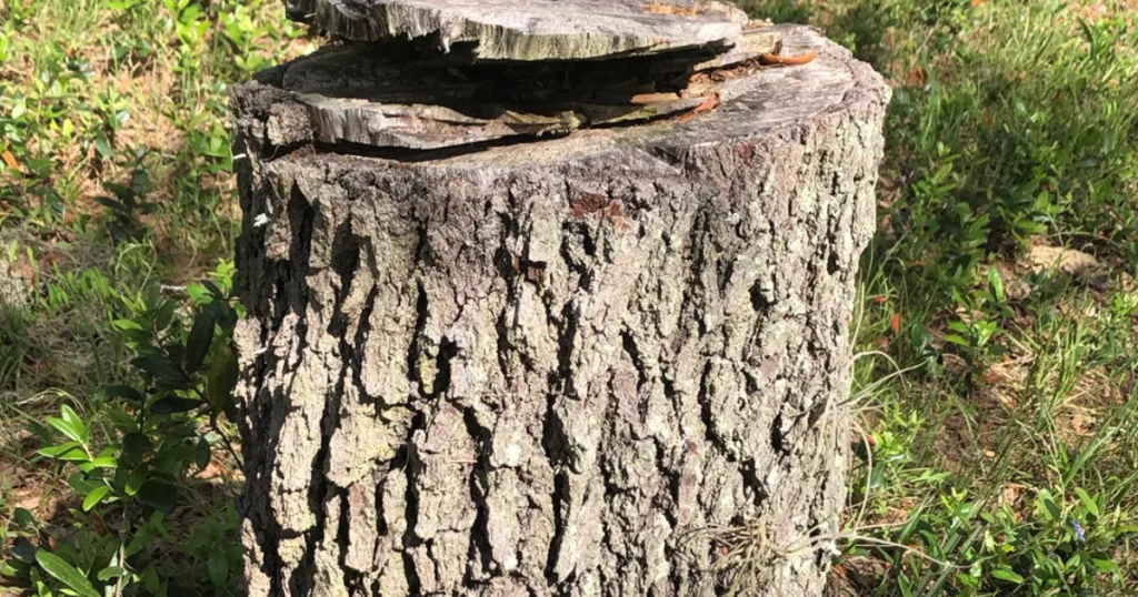 Freshly cut tree stump marking where a neighbor removed a tree