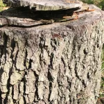 Freshly cut tree stump marking where a neighbor removed a tree
