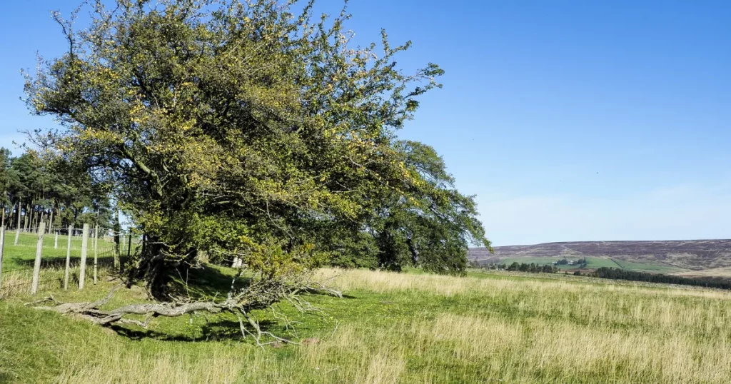 Tree growing beside a wooden fence along a residential property boundary