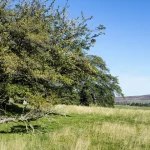 Tree growing beside a wooden fence along a residential property boundary
