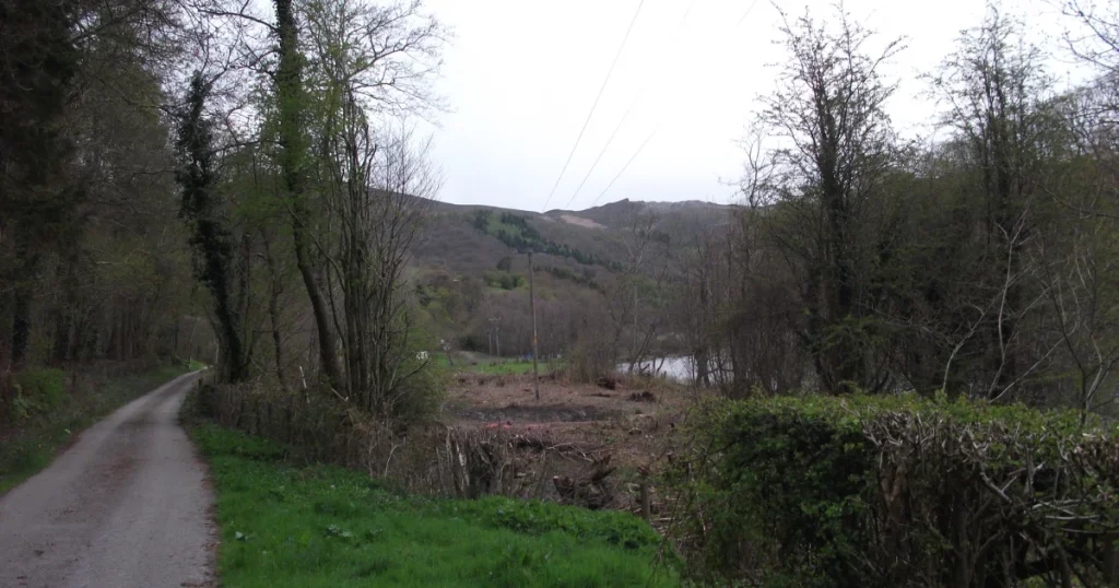Tree Branches Touching Power Lines: Who’s Responsible?