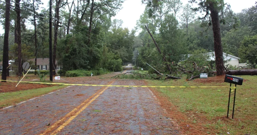 Fallen tree draped across a power line over a road after a storm