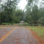 Fallen tree draped across a power line over a road after a storm
