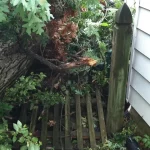 A fallen tree resting on a backyard fence, a detached structure covered by homeowners insurance