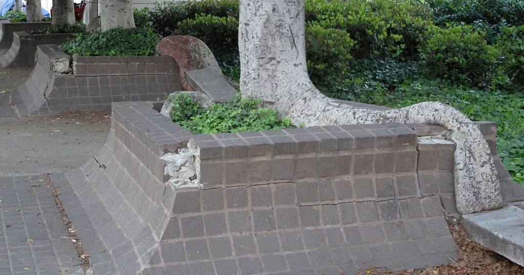 Tree roots spreading across the ground and pavement near a property line