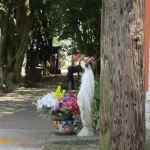 Mature street trees lining a residential city sidewalk, illustrating who is responsible for city trees