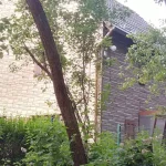 Apple tree with fruiting branches beside a garden boundary, illustrating who owns fruit from a neighbor tree